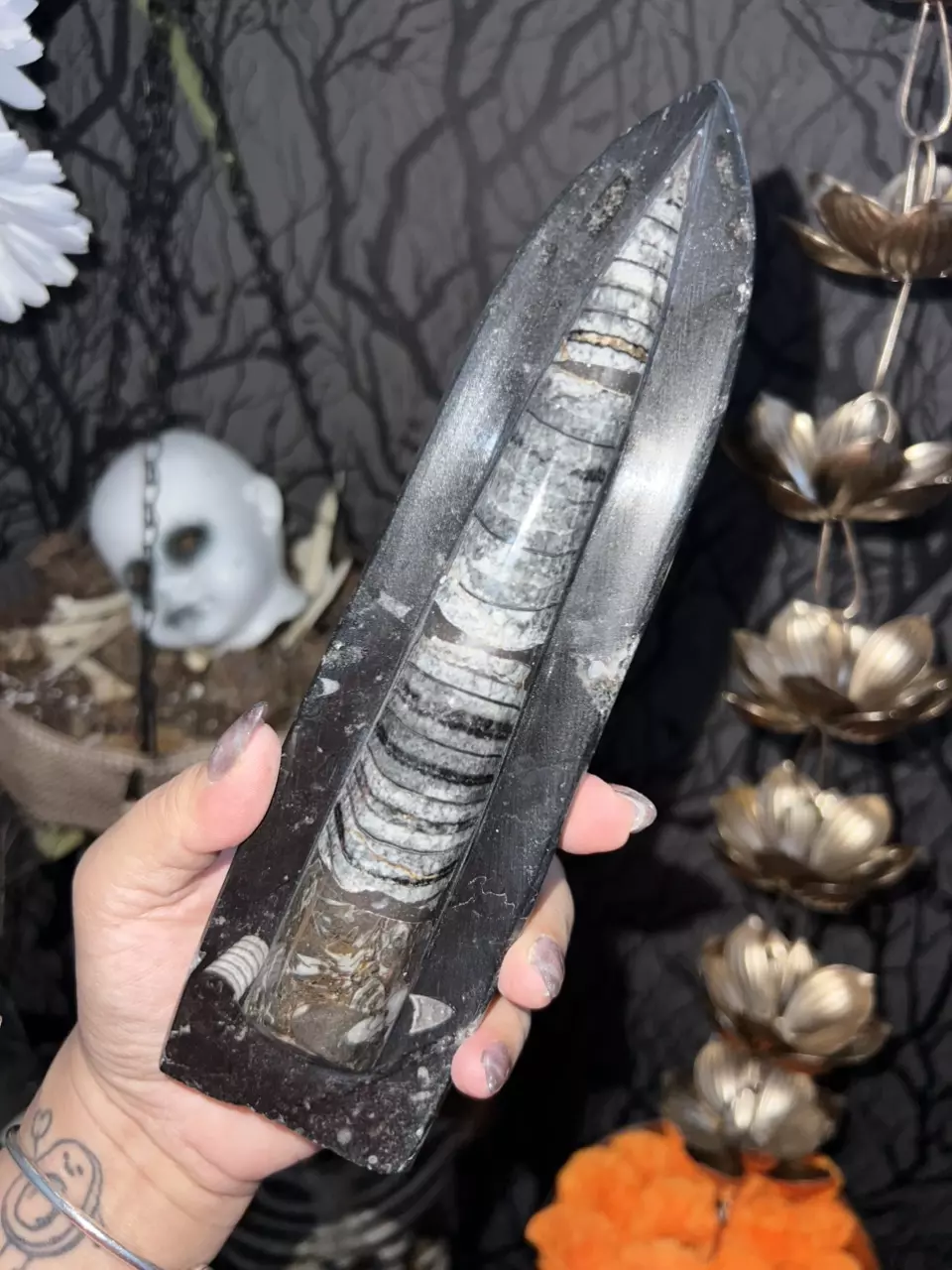 Orthoceras Fossil Tower 210.4mm 1lb 2.3oz thumbnail