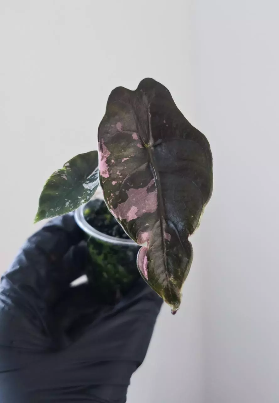 Alocasia Chantrieri Pink thumbnail