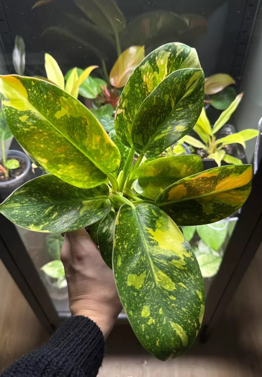 Philodendron Congo Nuclear thumbnail