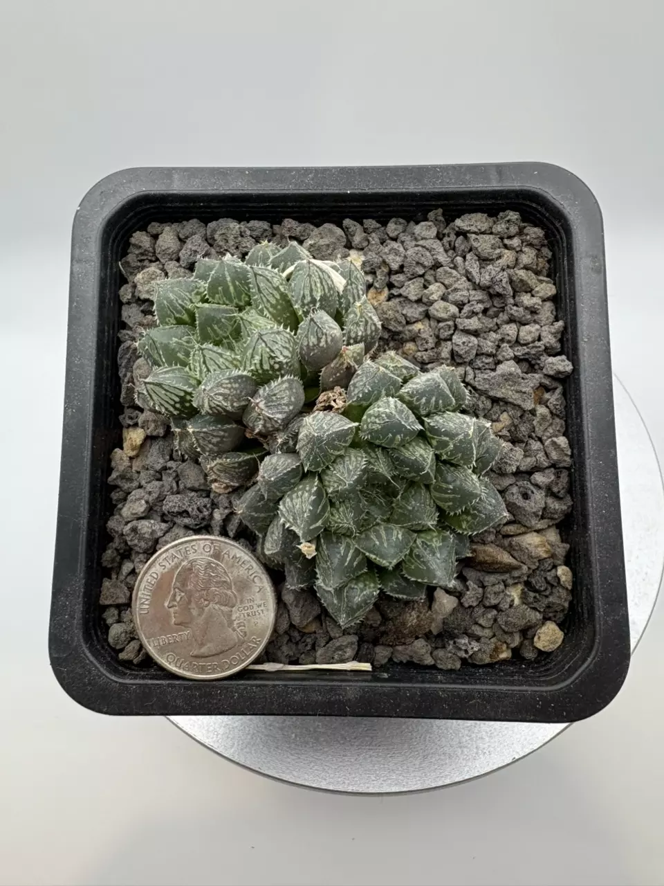 Haworthia Mirrorball Cluster thumbnail
