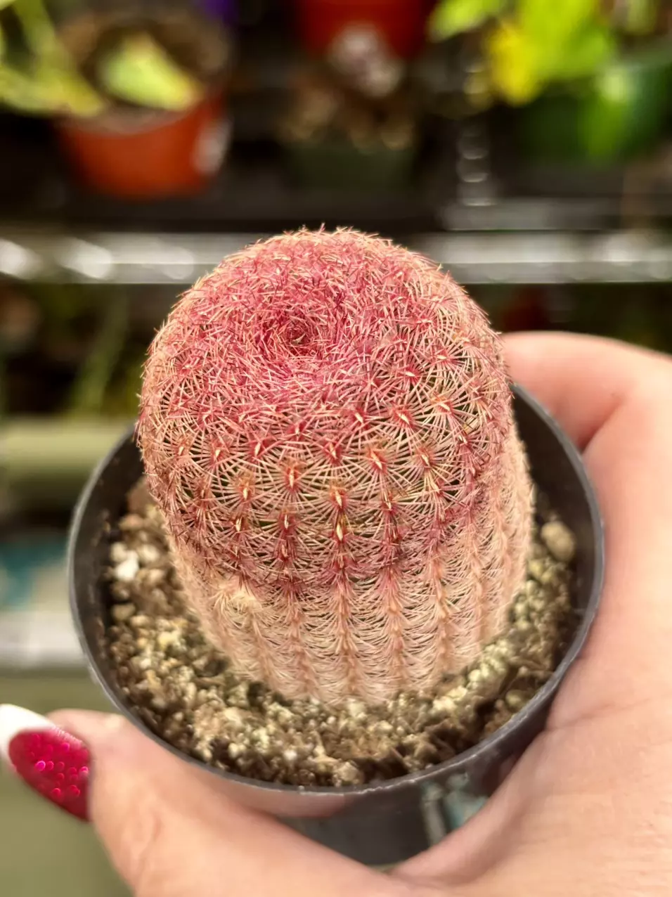 Echinocereus rigidissimus (Rainbow Hedgehog Cactus) thumbnail