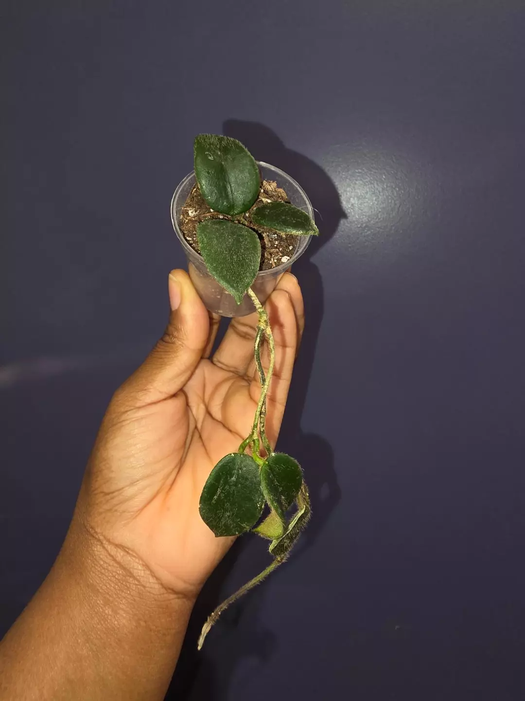 Hoya Thomsonii 'Pink' thumbnail