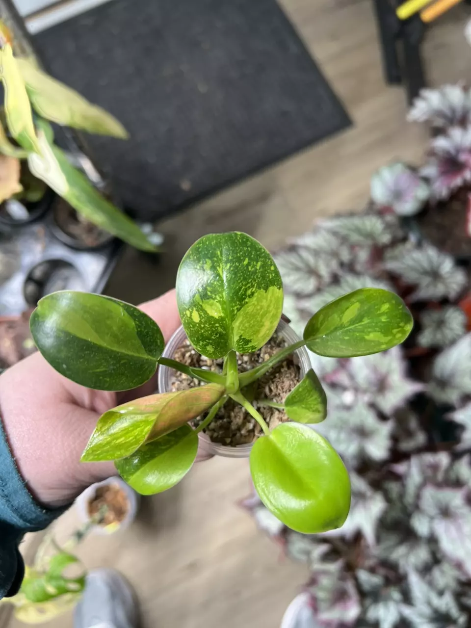Philodendron Green Congo Nuclear thumbnail