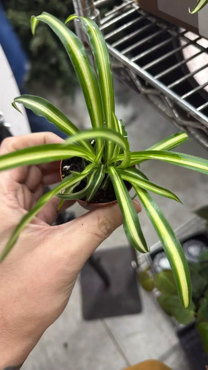 Spider plant 2” thumbnail