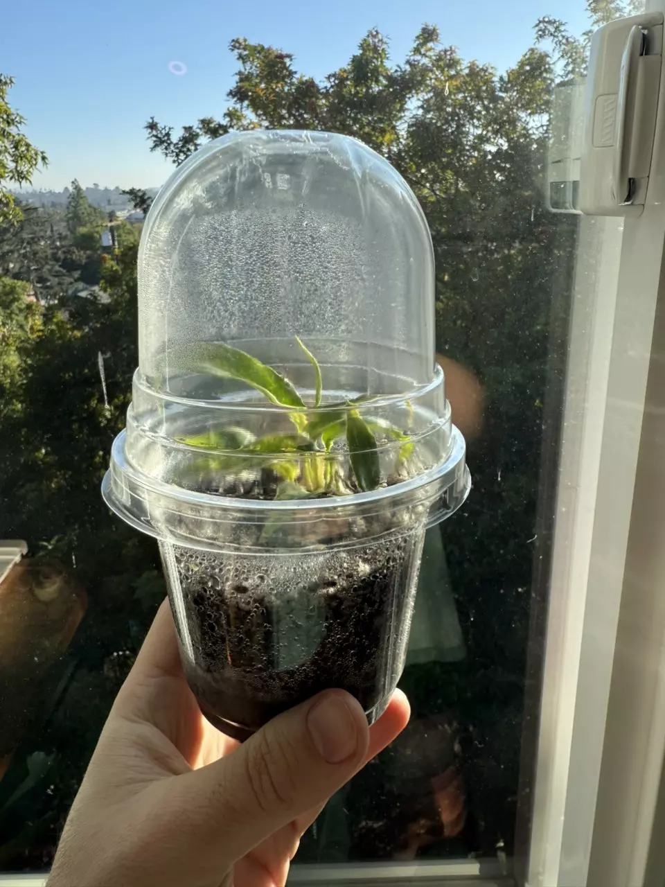Acclimation Pots thumbnail