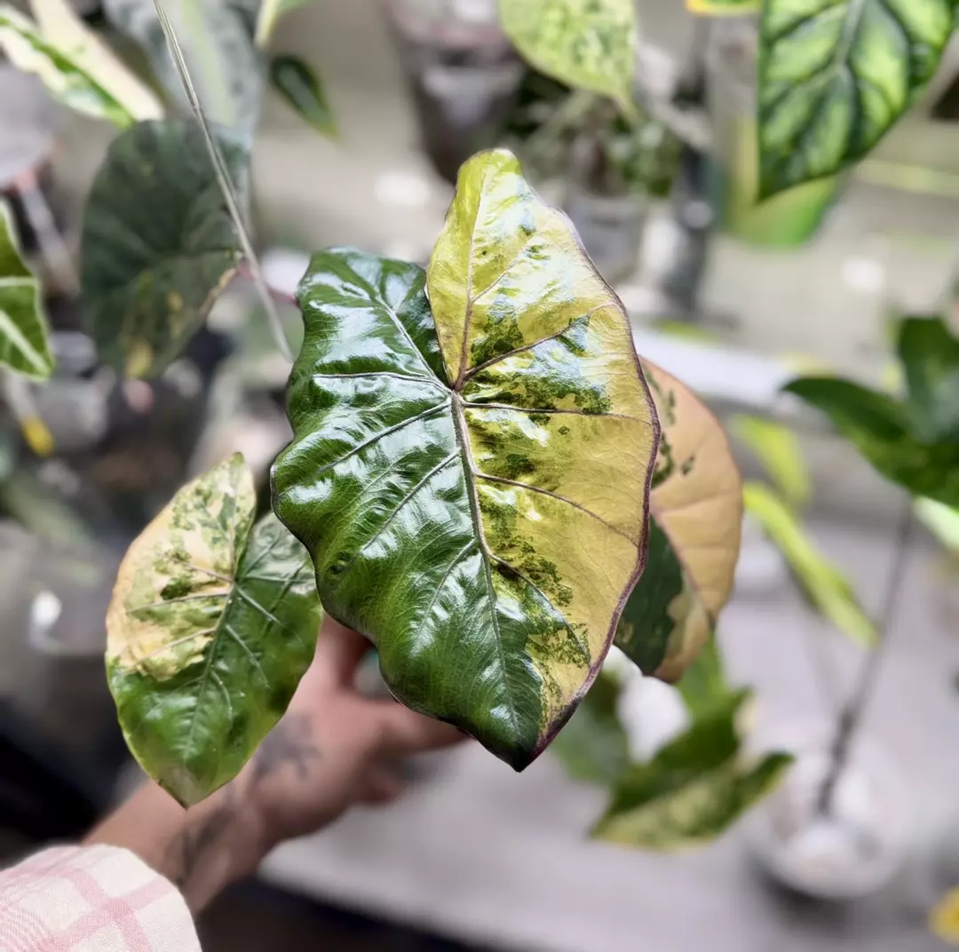 Alocasia Yucatán Princess Tricolor corm “B” (mama NFS) thumbnail