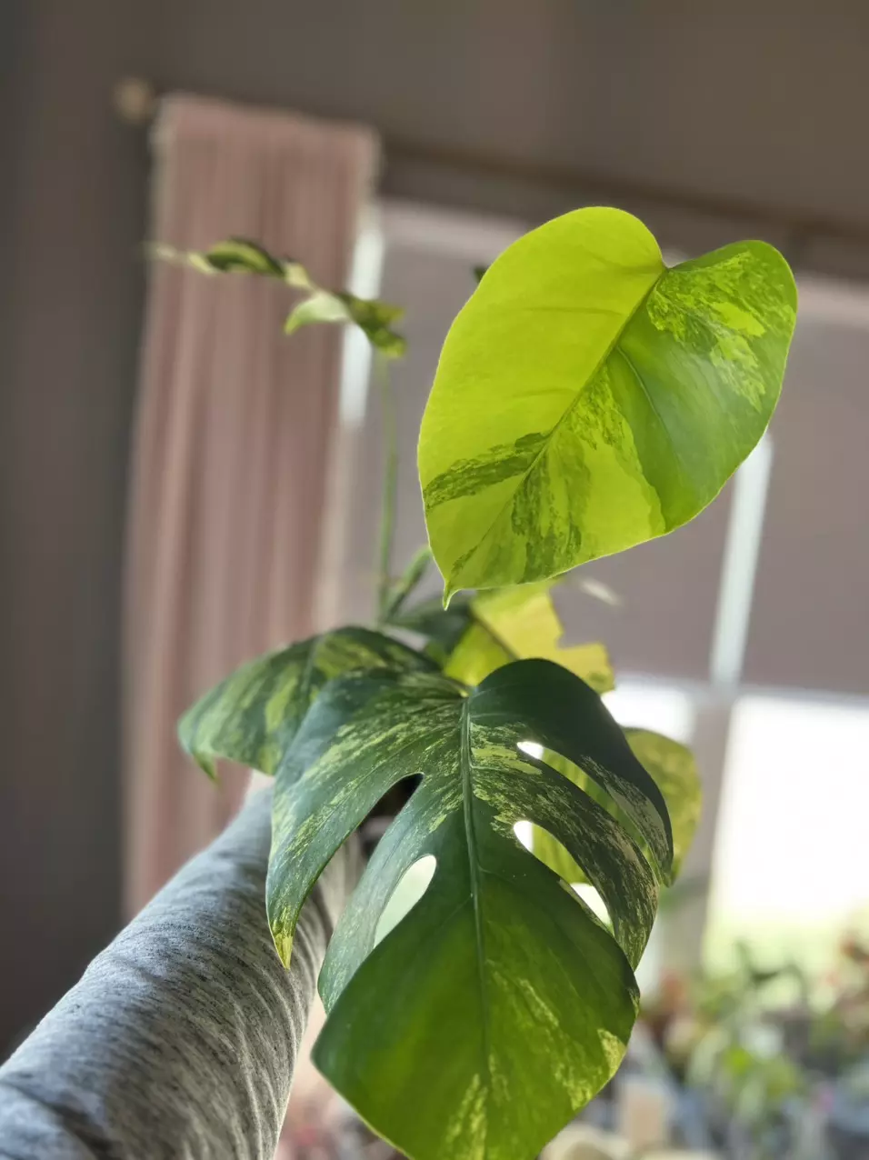 Monstera aurea marmorata variegated 4112 thumbnail