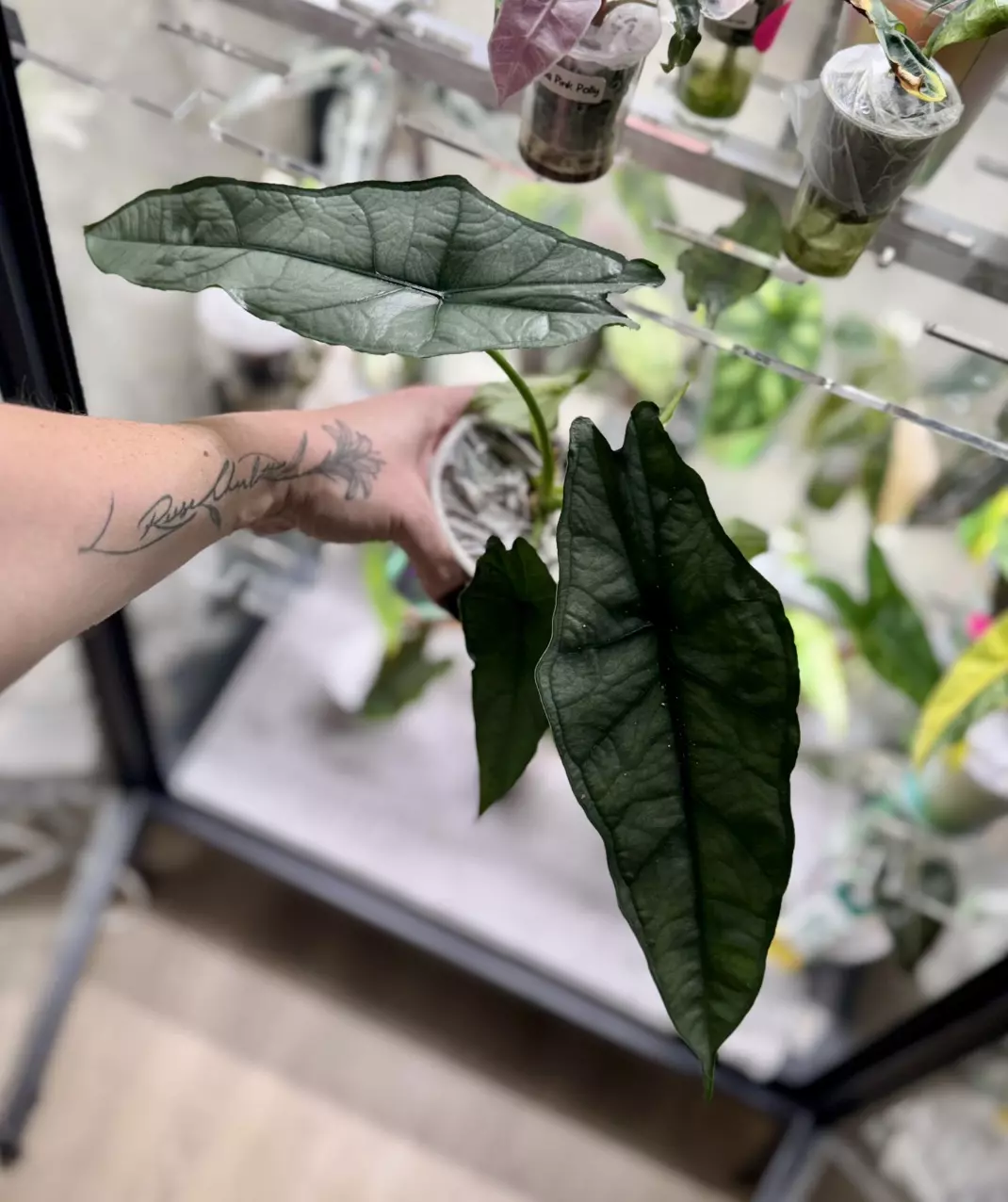 Alocasia Dragons Breath corm “B” (mama NFS) thumbnail