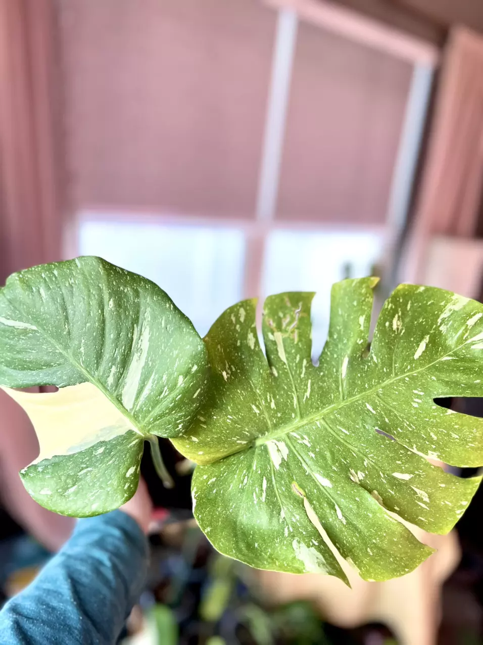 Monstera Thai Constellation thumbnail