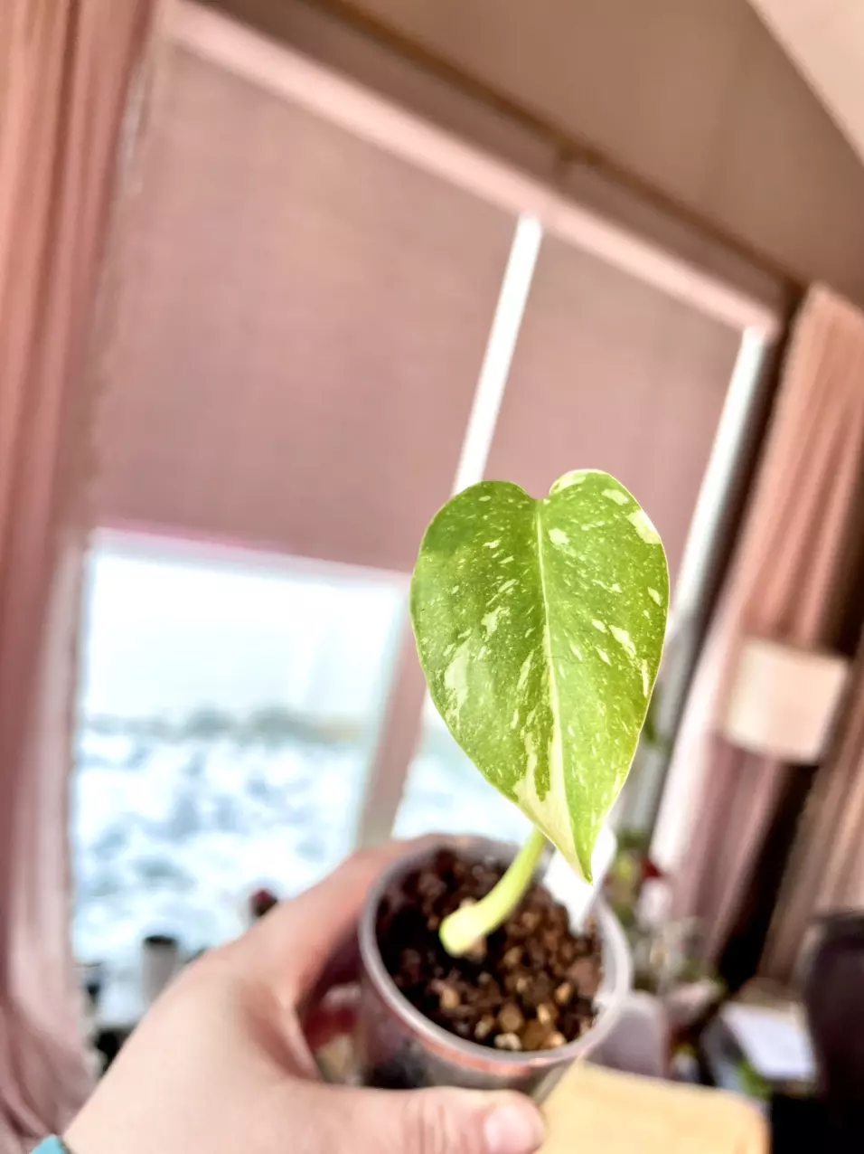 Monstera Crème Brûlée thumbnail