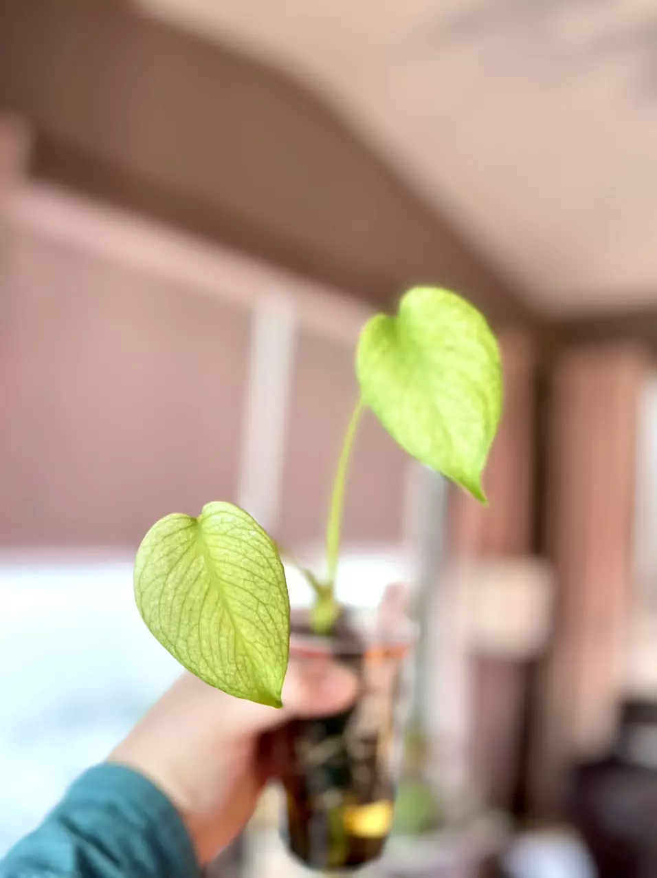 Monstera Mint Large Form thumbnail