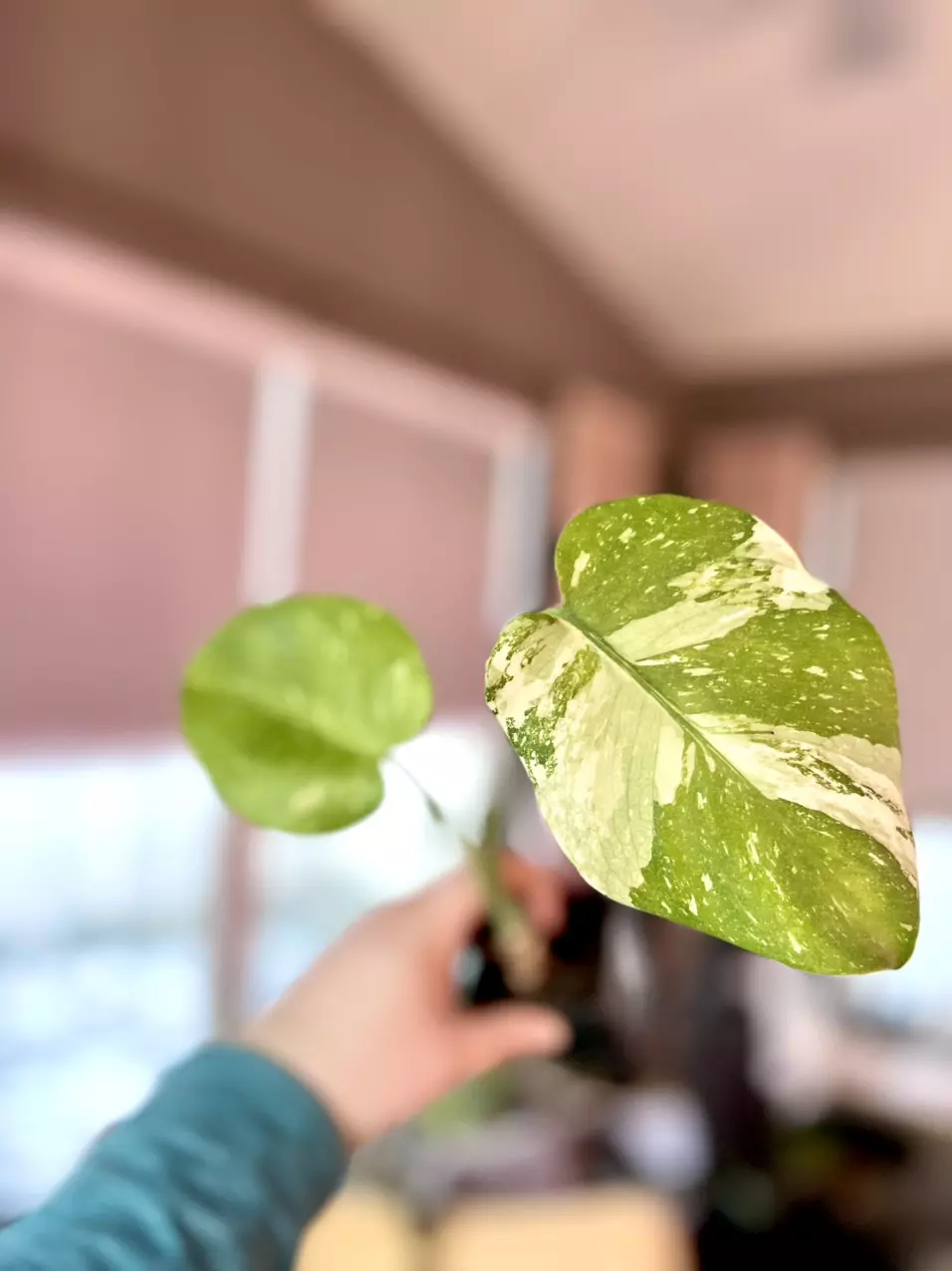 Monstera Thai Constellation thumbnail