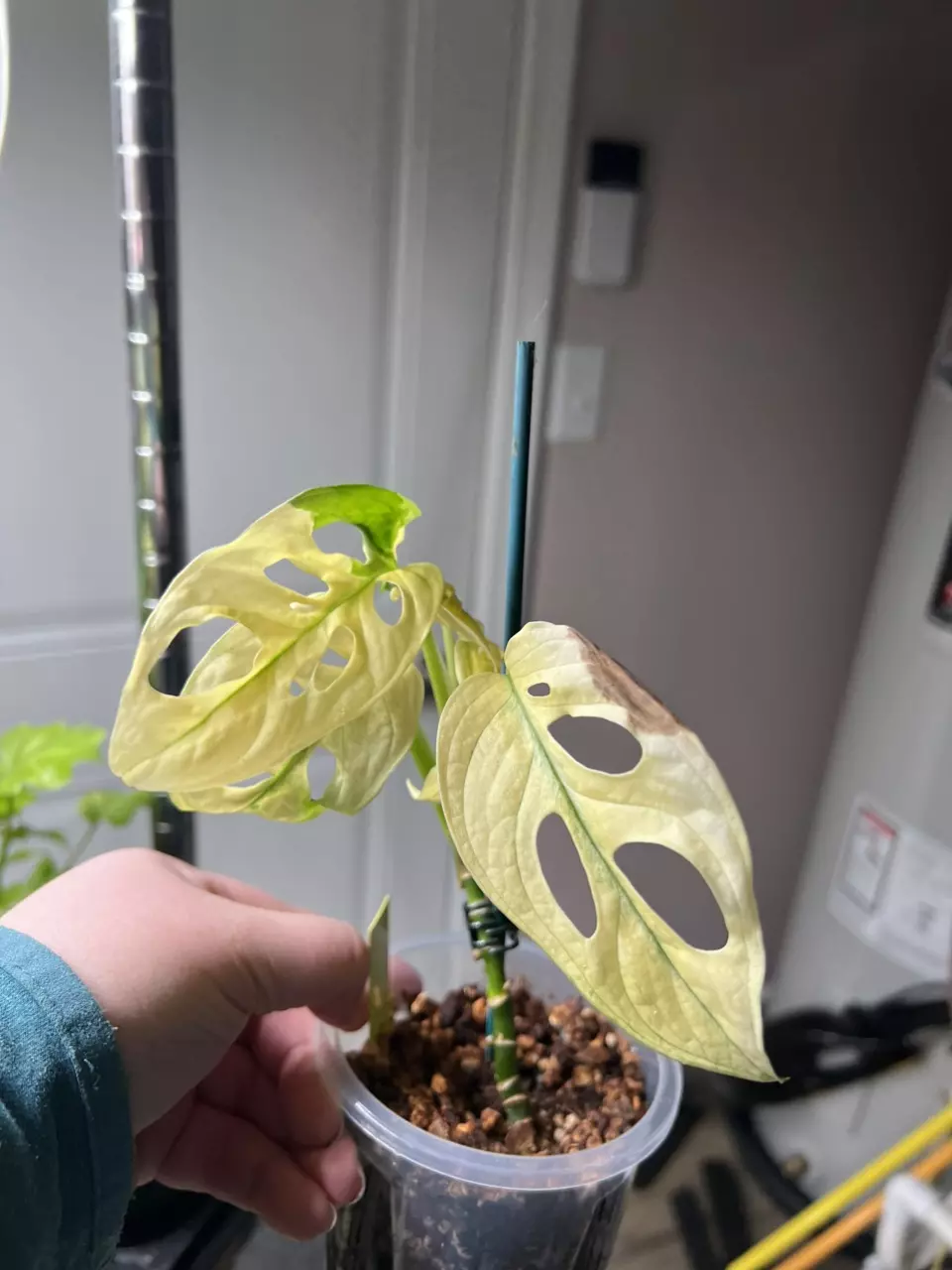 Monstera adansonii albo thumbnail
