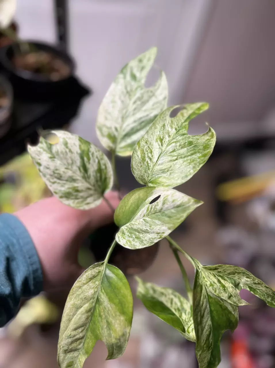 Epipremnum Marble thumbnail