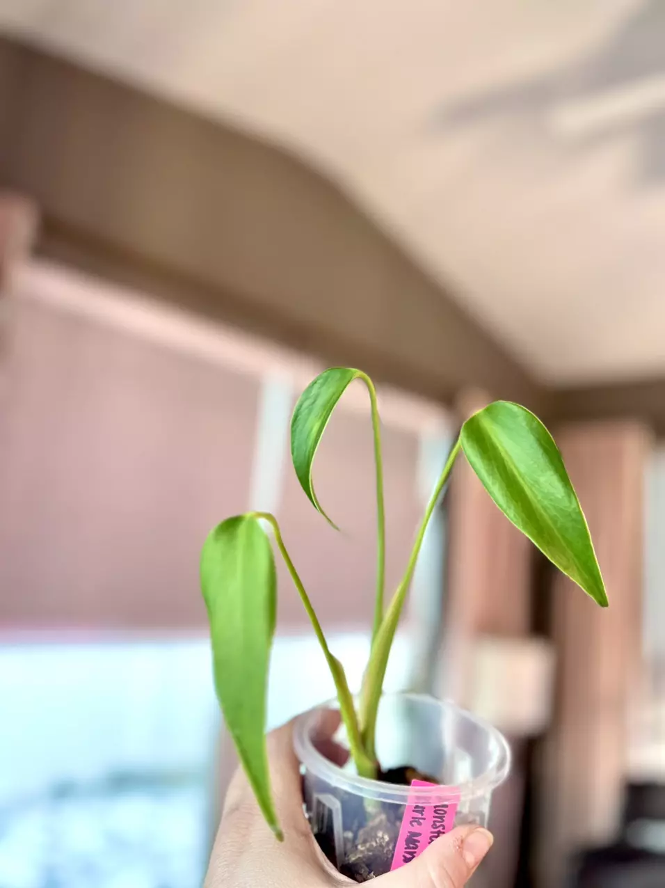 Monstera Burle Marx Flame thumbnail