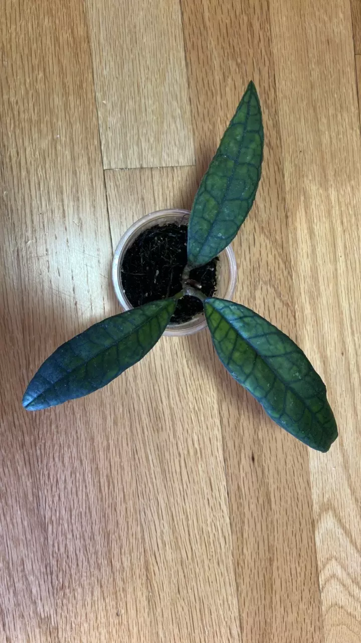 Hoya finlaysonii satoon thumbnail