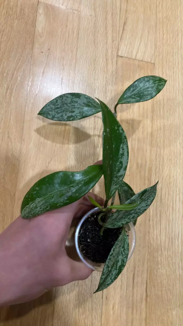 Hoya publicalyx splash thumbnail