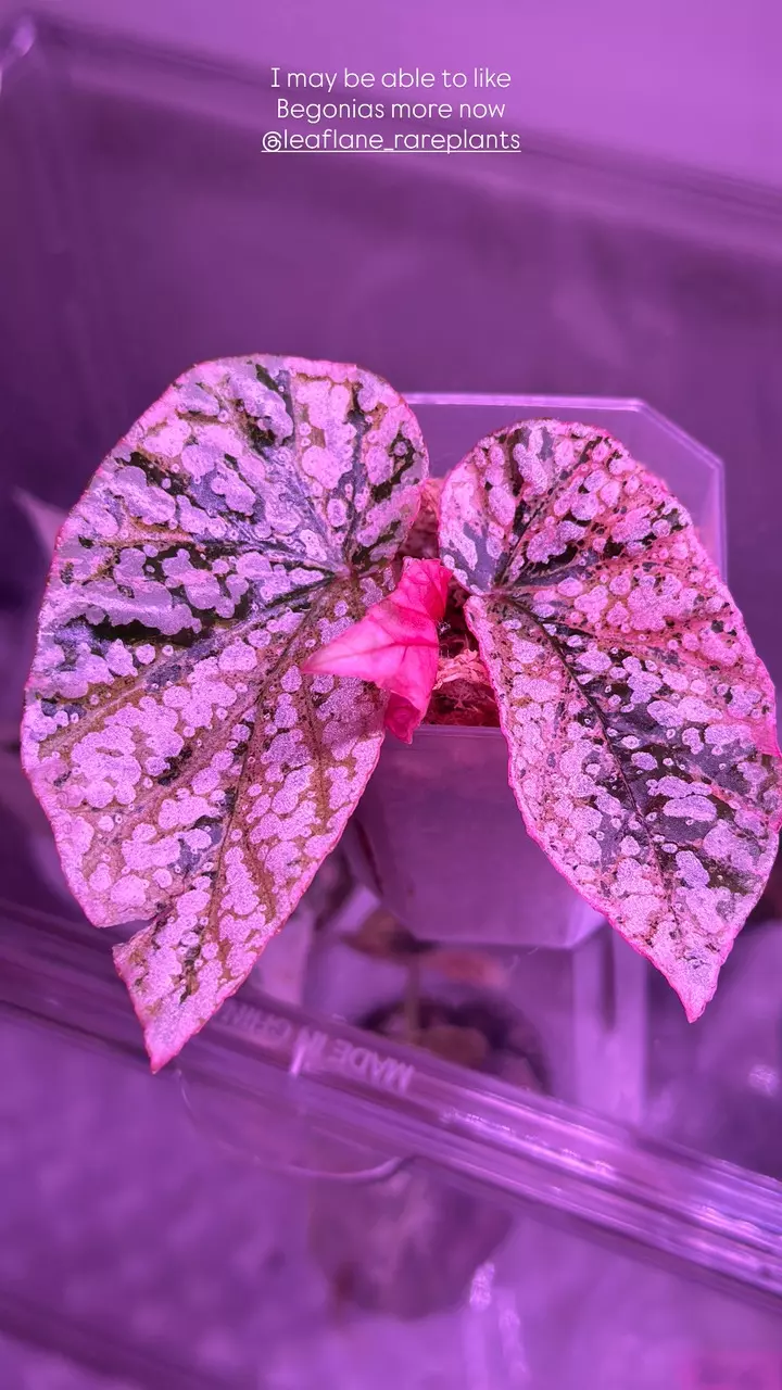 Alo Belle shipping upgrade thumbnail