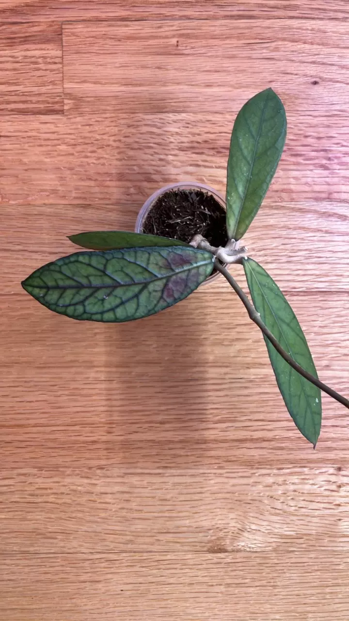 Hoya lampung red with long runner thumbnail