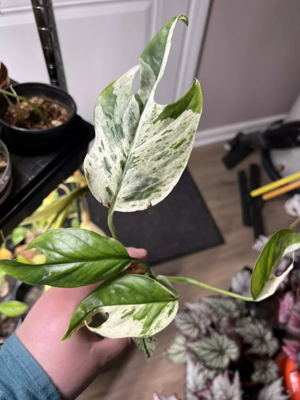 Epipremnum Marble thumbnail