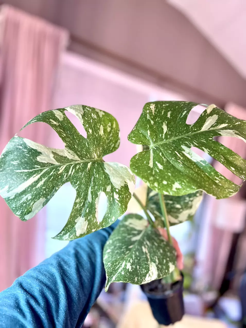 Monstera Thai Constellation thumbnail