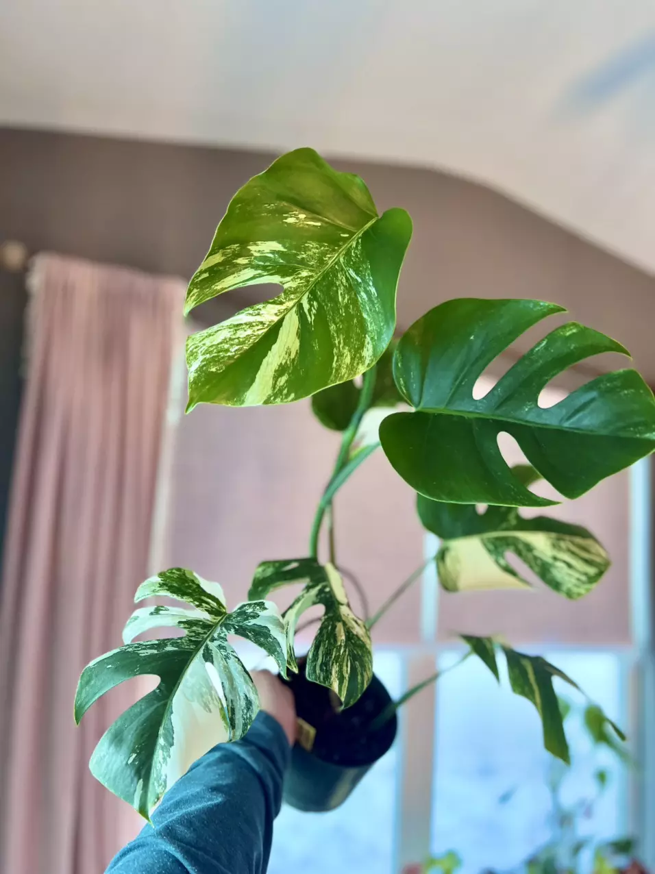 Monstera Albo Variegated thumbnail
