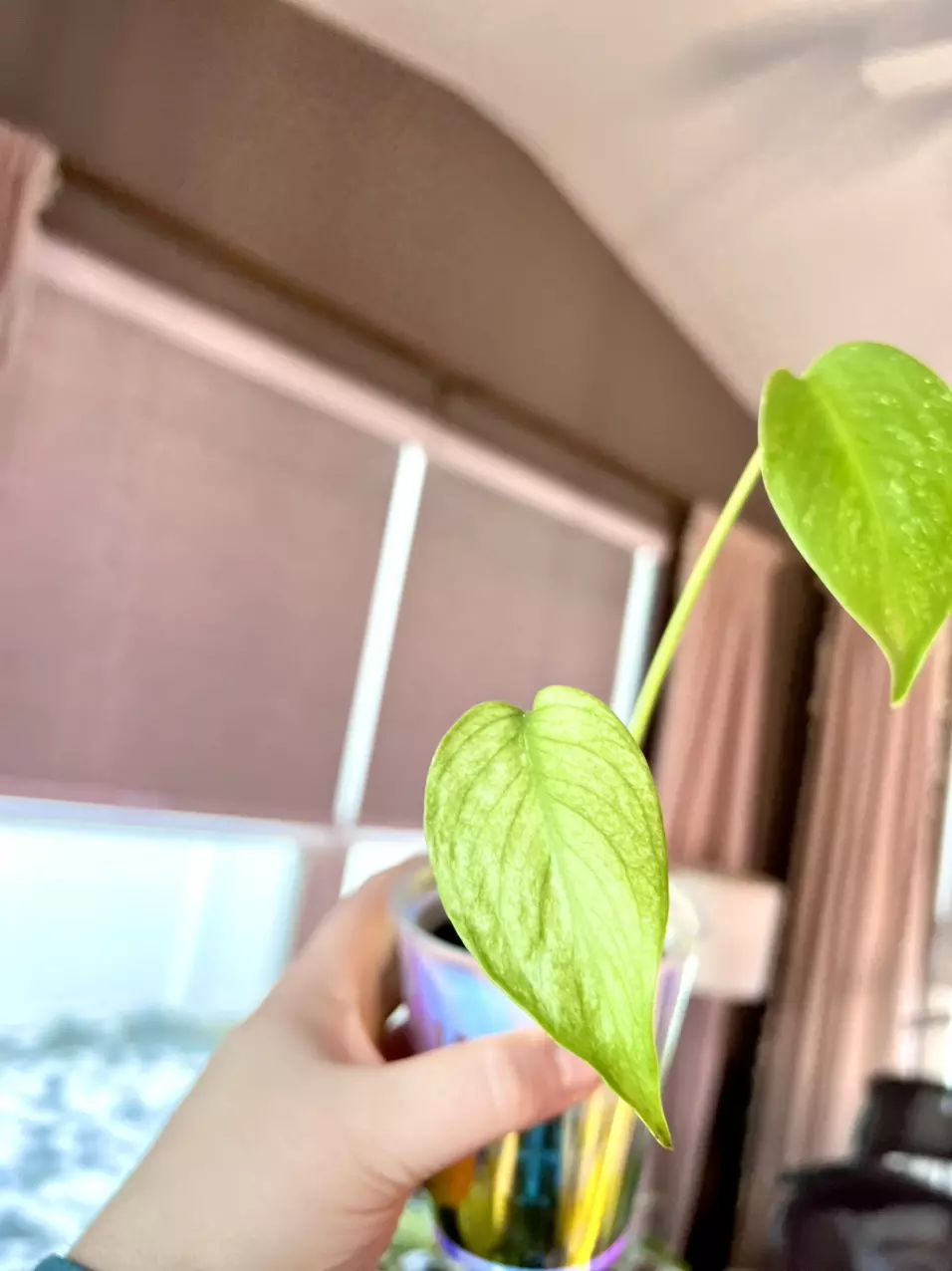 Monstera Mint Large Form thumbnail