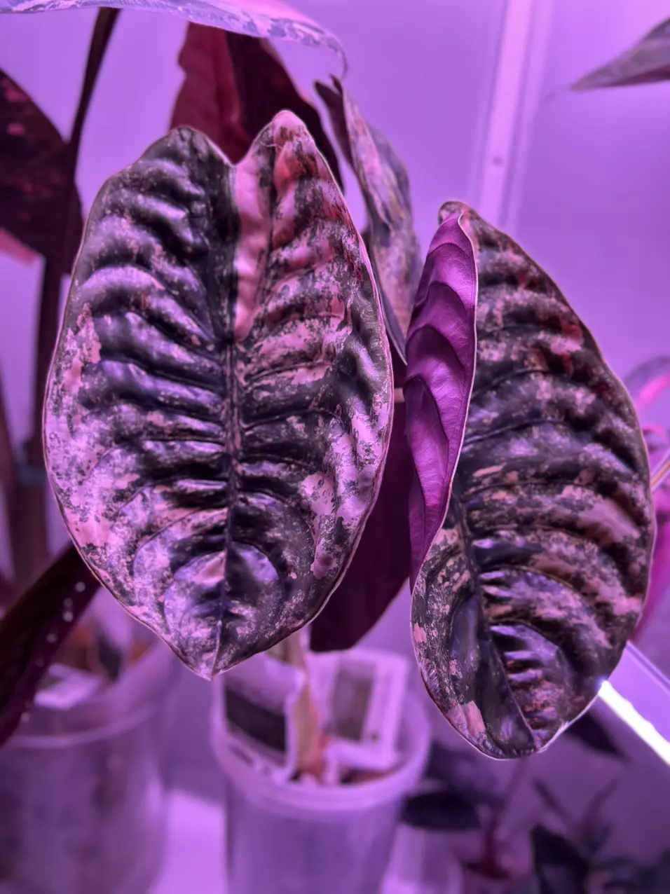 Obsessedplantmom upgrade thumbnail