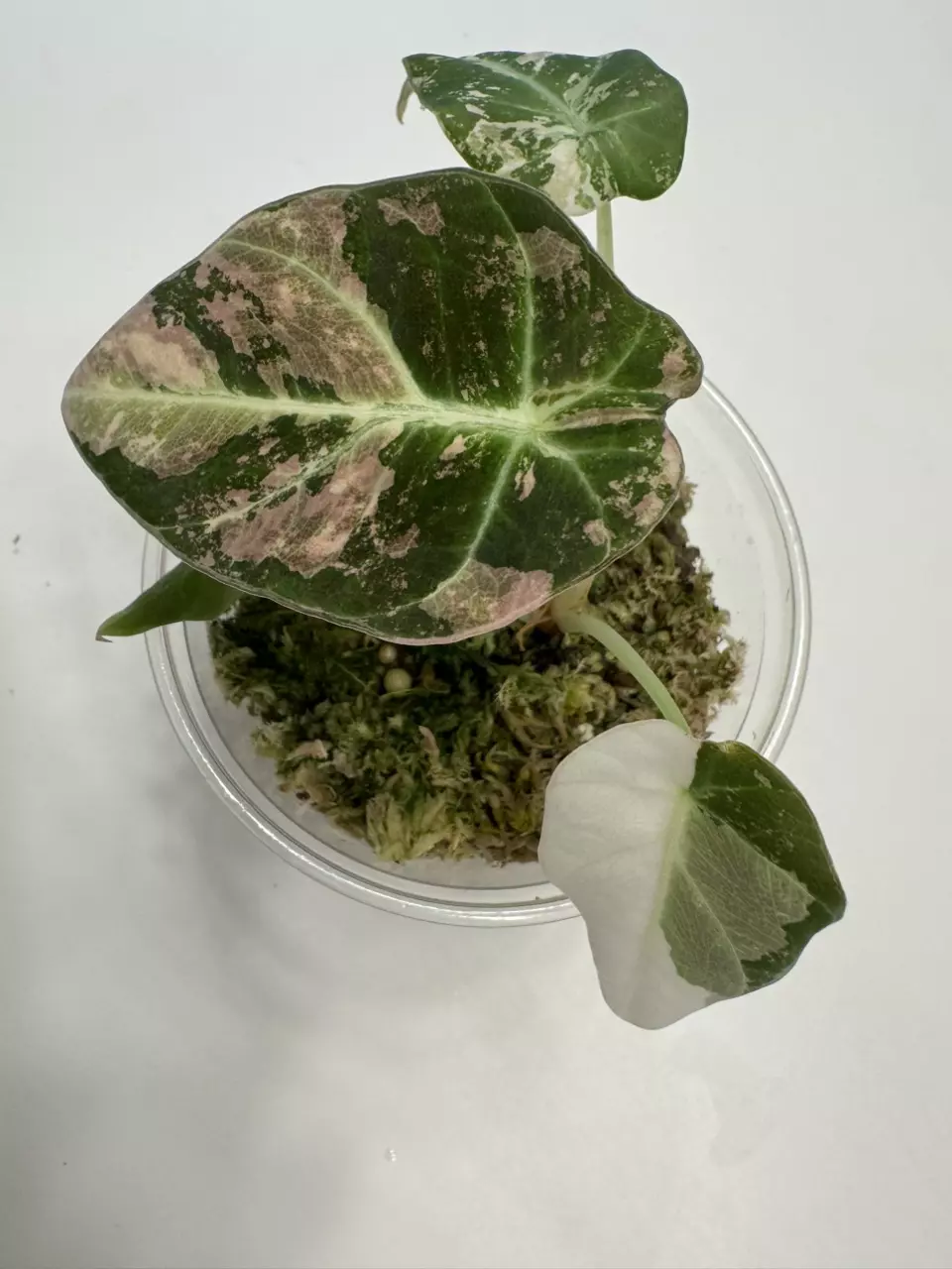 Alocasia Pink Black Velvet thumbnail