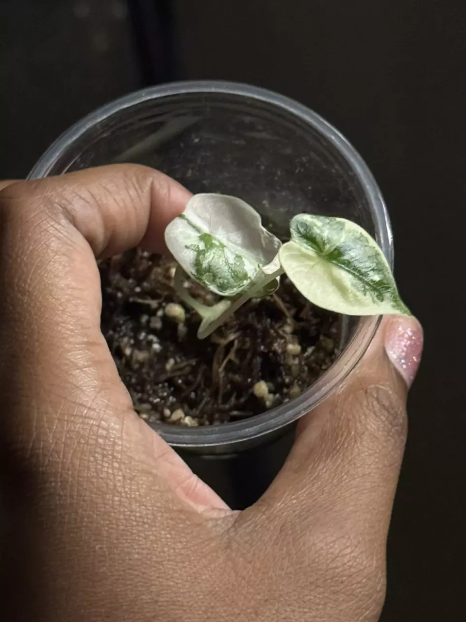 Variegated Frydek thumbnail