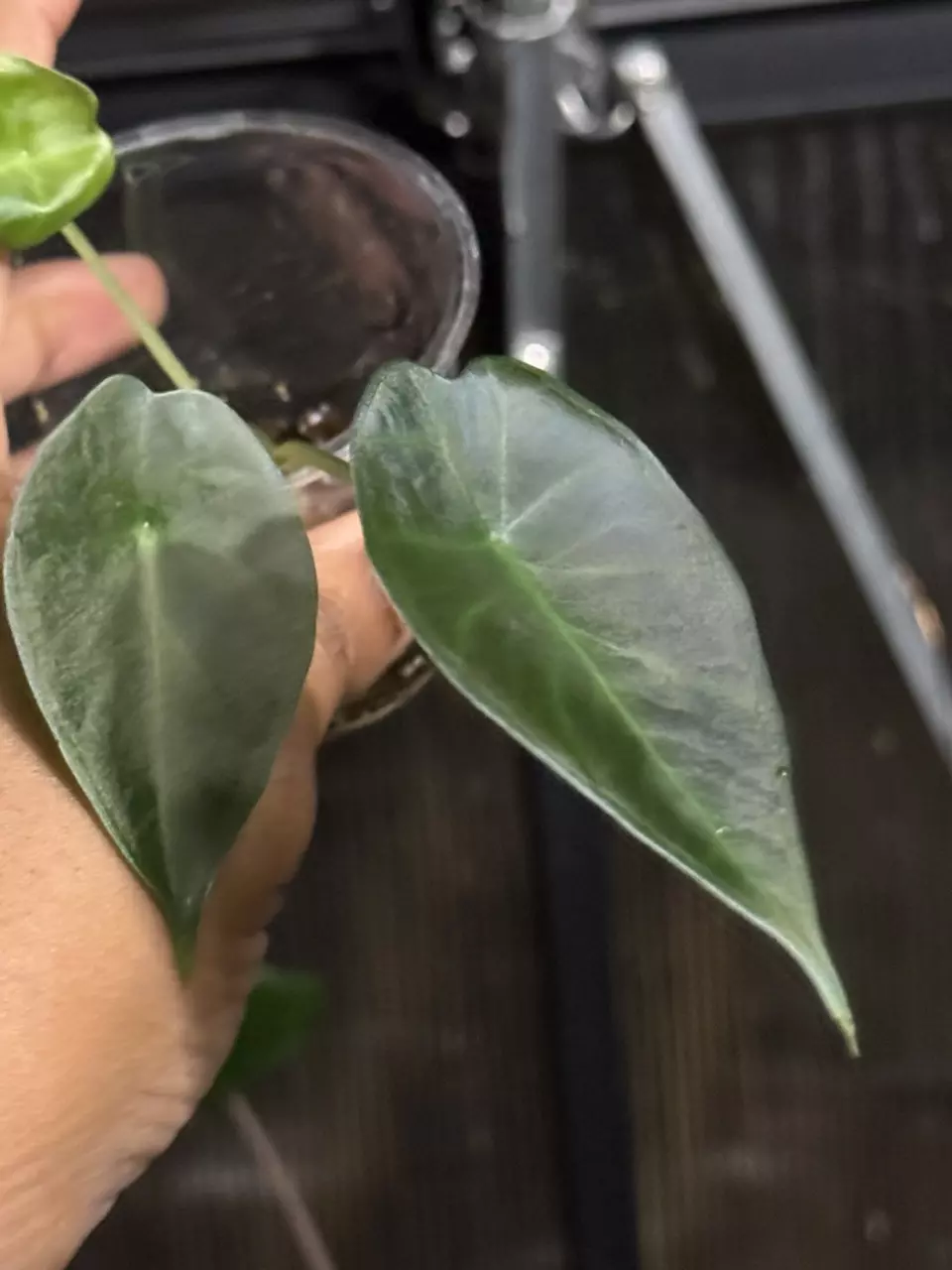 Alocasia Regale Shield thumbnail