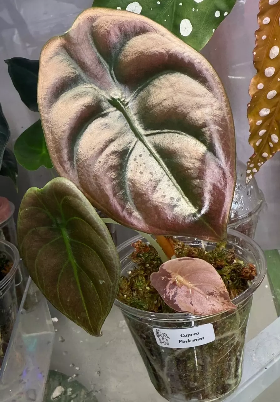 Alocasia Cuprea Pink Mint thumbnail
