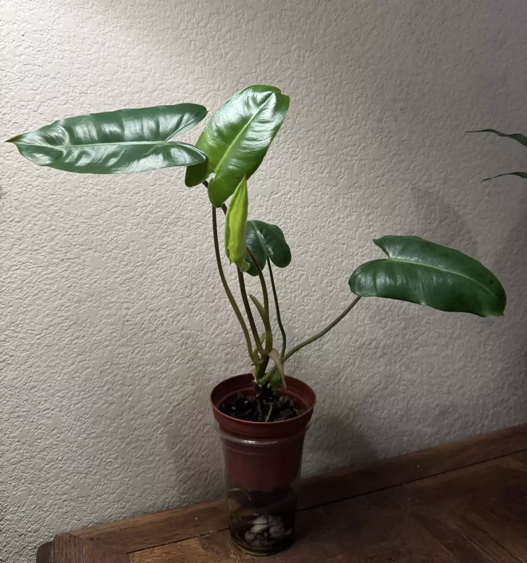 Burle Marx thumbnail