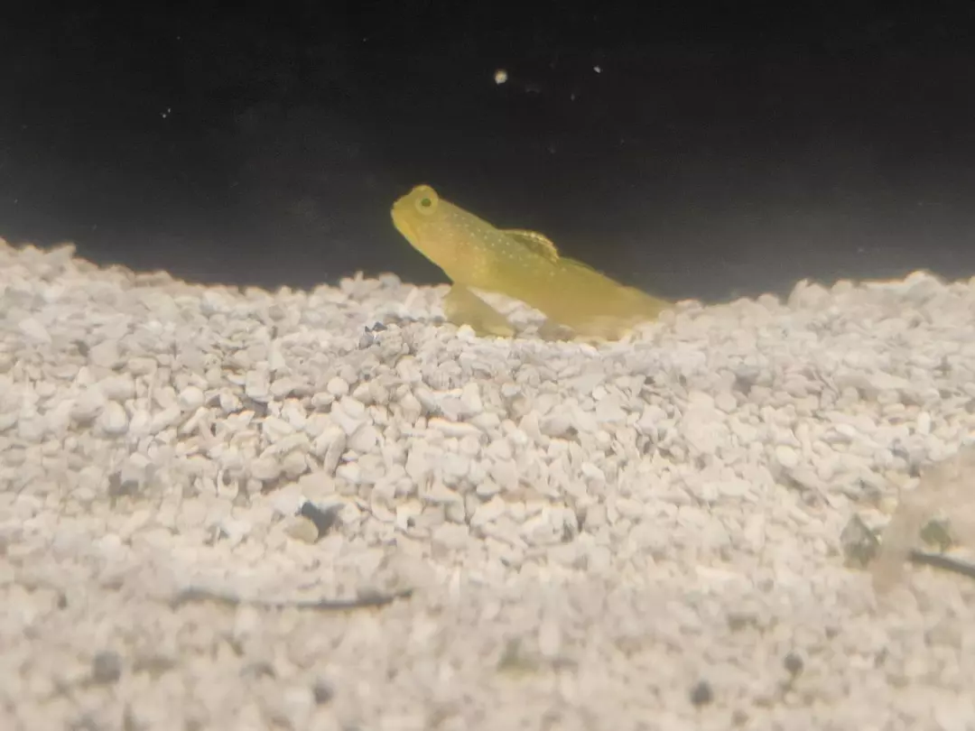 Yellow watchman goby ( salt water) thumbnail