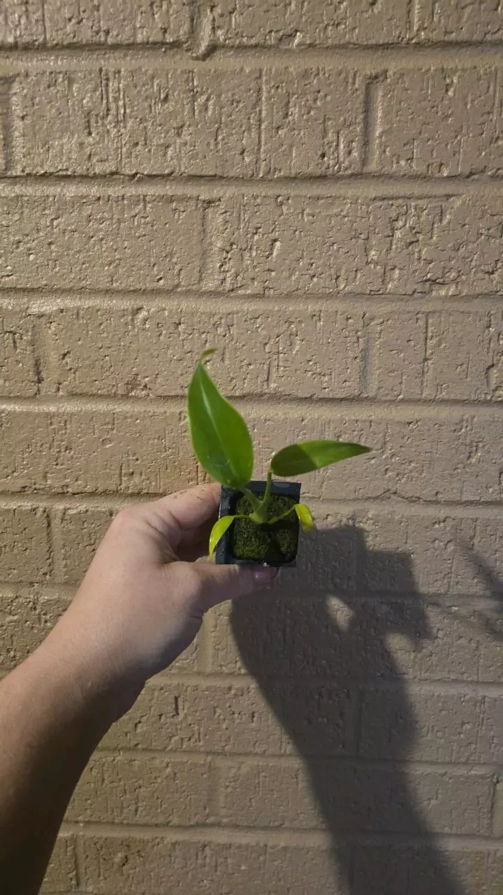 Monstera burle marx flame gc thumbnail