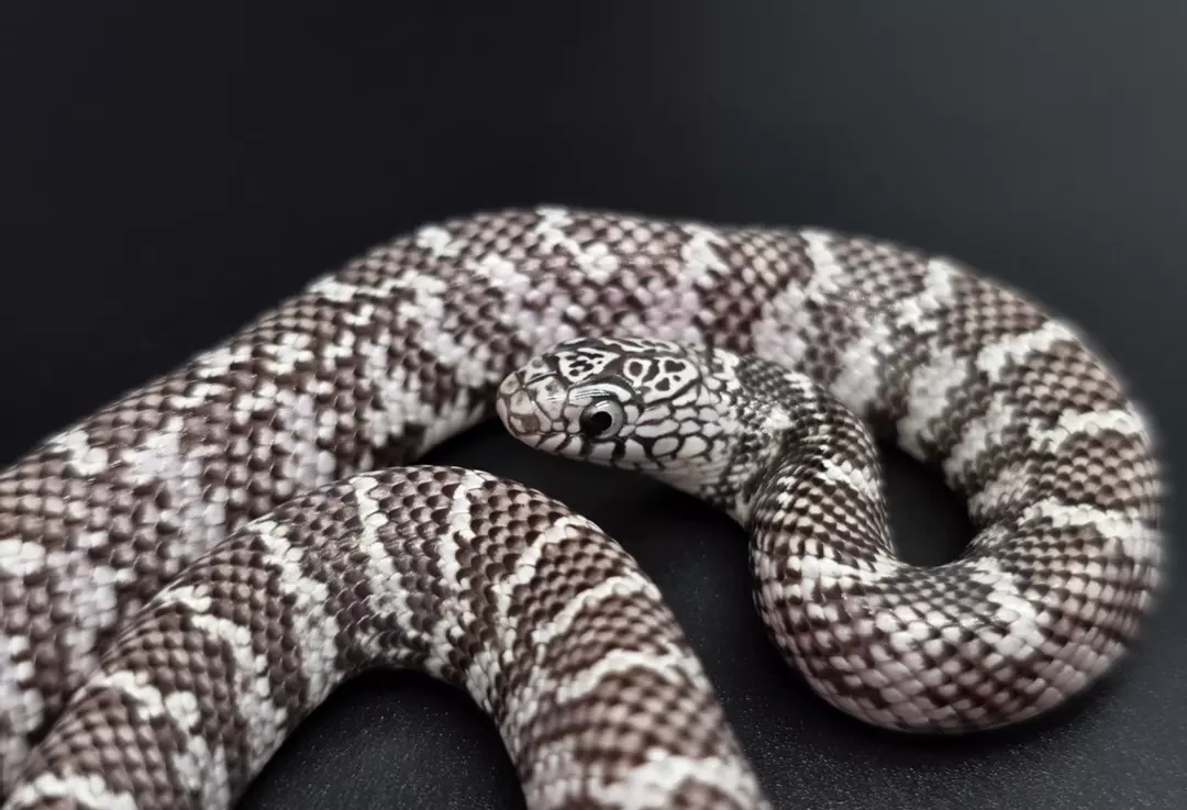 Ery Ghost - Pos Het Mosaic + Albino thumbnail