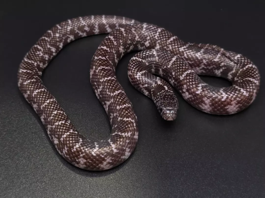 Axanthic Florida Kingsnake Female thumbnail