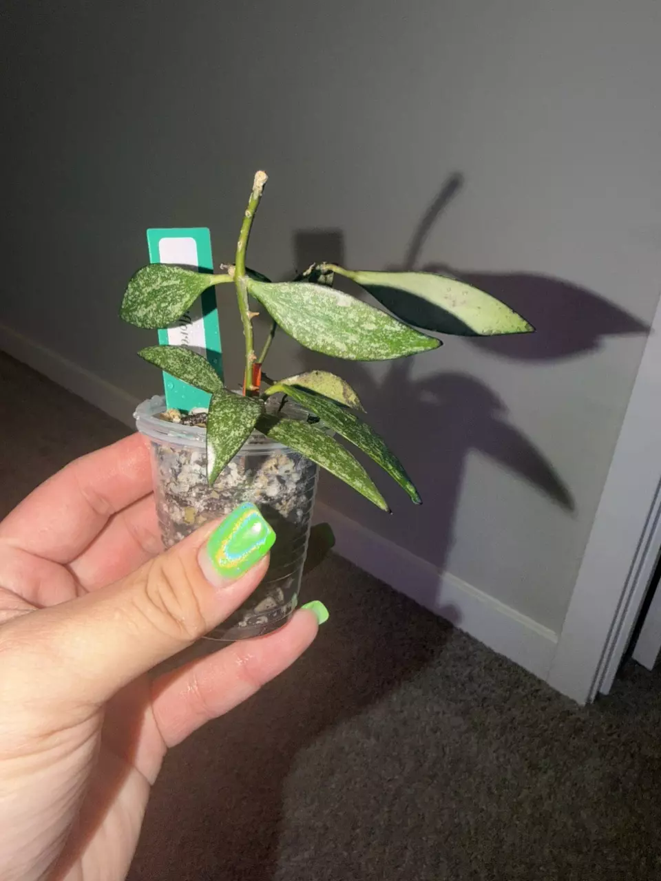 Parviflora thumbnail