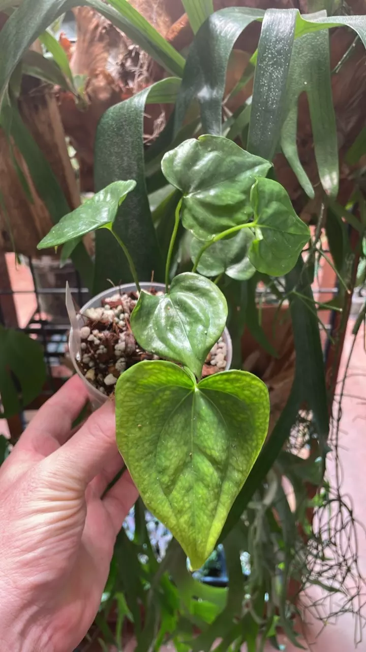 Anthurium pedatoradiatum thumbnail