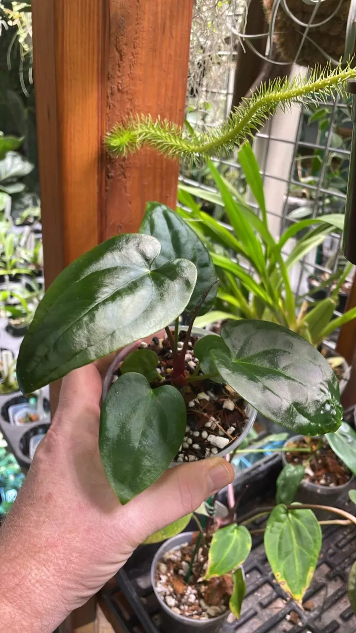 Anthurium besseae aff. X kunayalense thumbnail