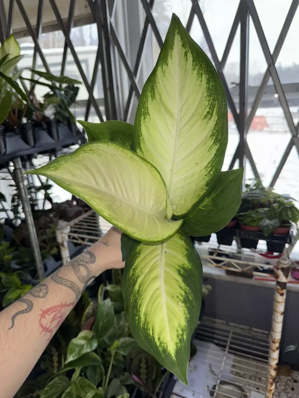 Dieffenbachia thumbnail