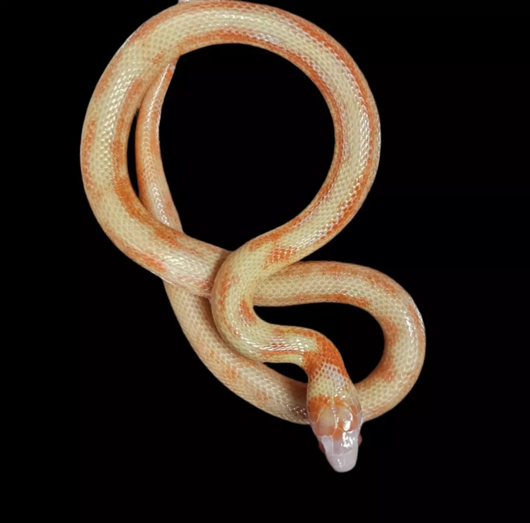 INSANE Albino Splotch Nelson's Milk Snake thumbnail