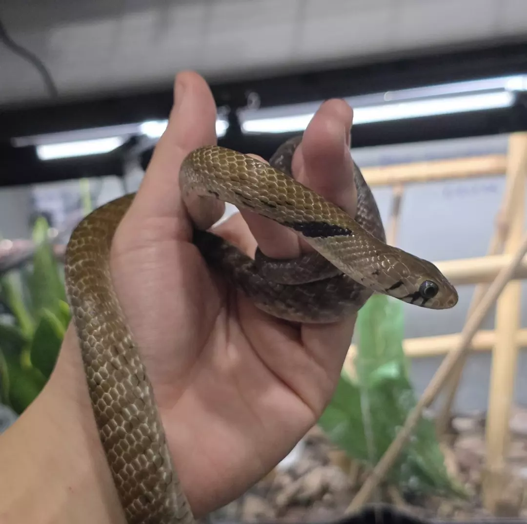 USCBB Unicolor Cribo Female thumbnail