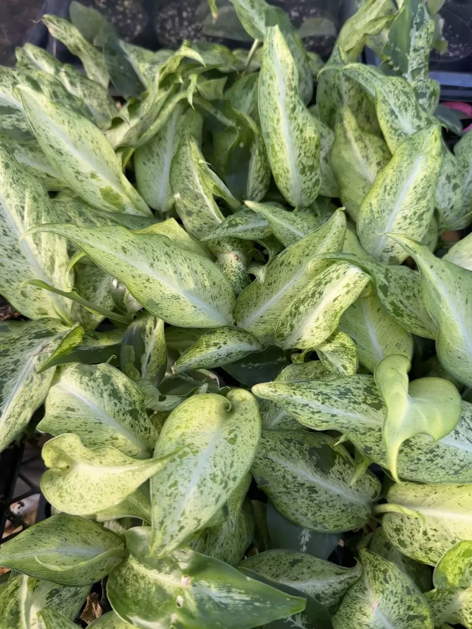 Dieffenbachia ‘Maui Wowie’ GC thumbnail