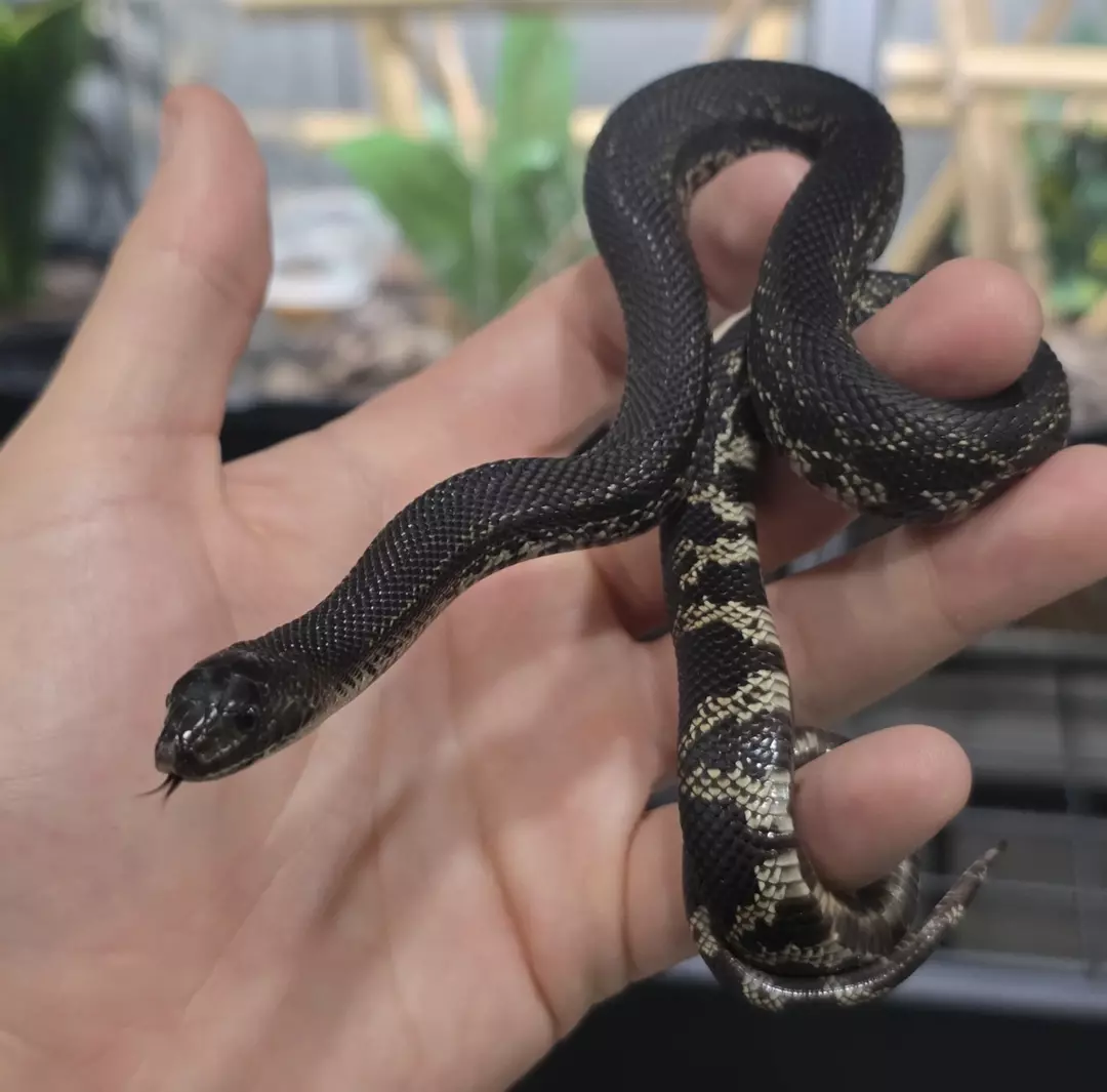 FL SALES ONLY 50% Het Pied Black Pine Snake Baby Female thumbnail