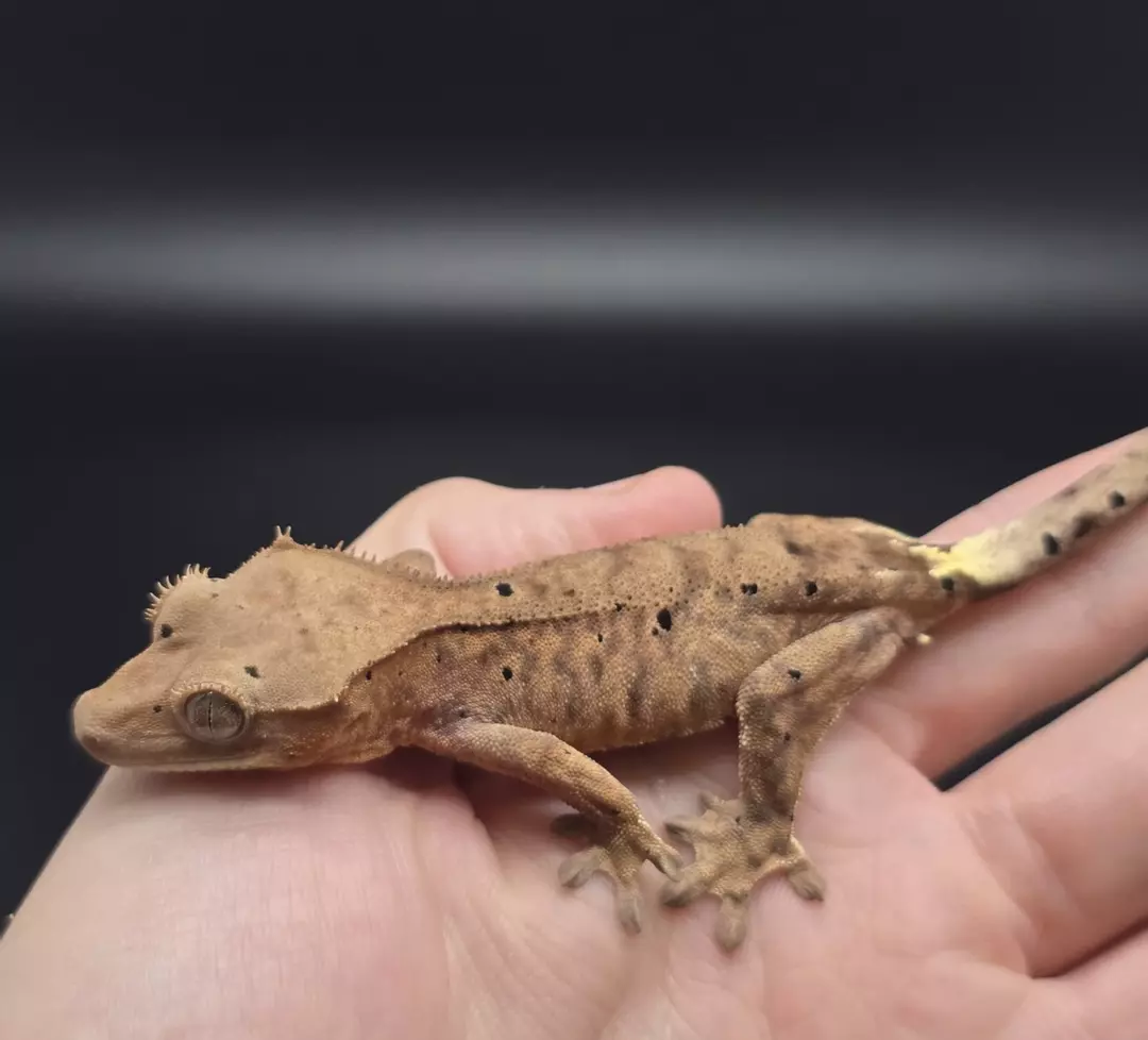 Orange Tiger Dalmatian Cappuccino Nip Tail thumbnail