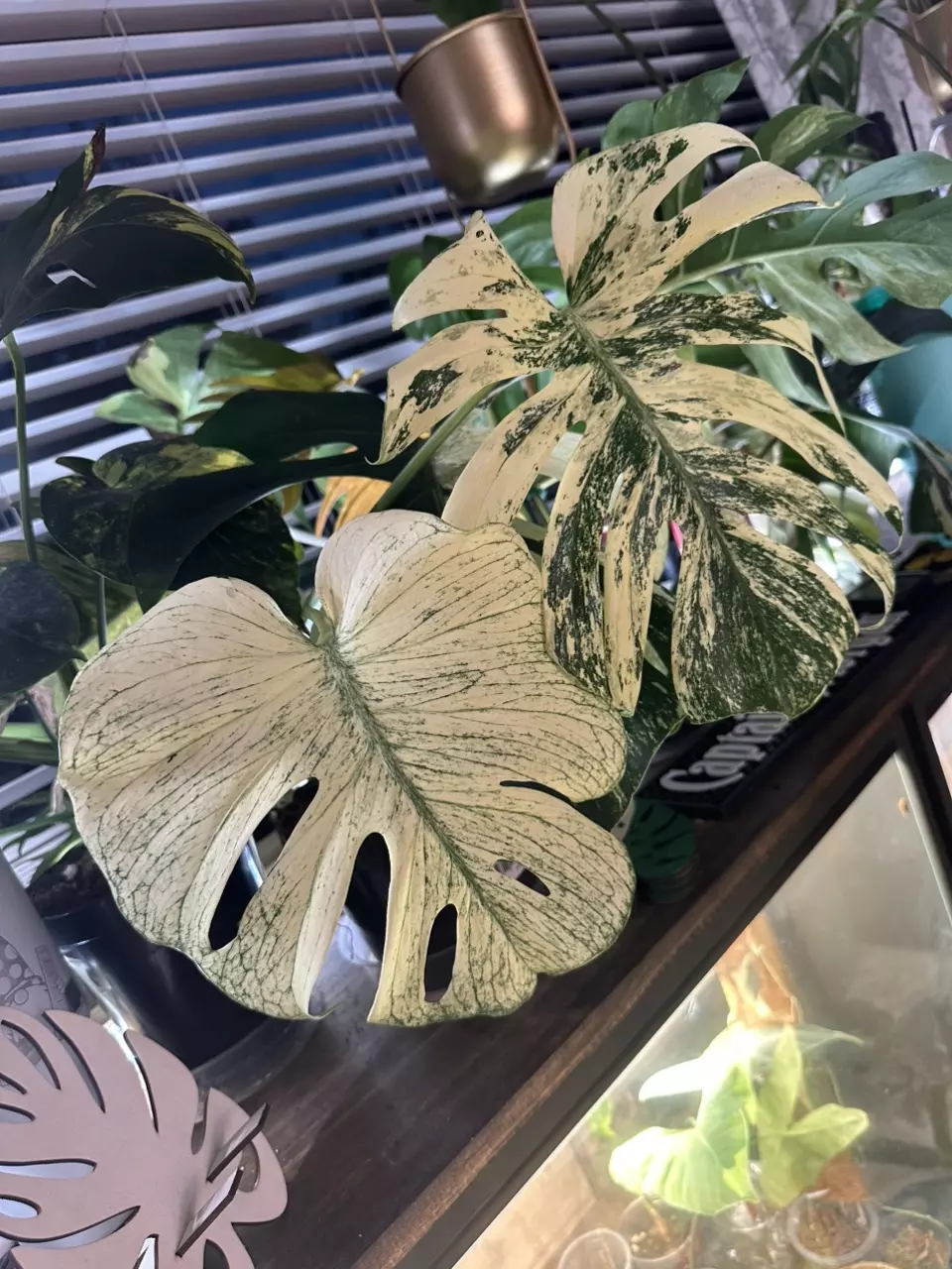 Monstera white monster thumbnail