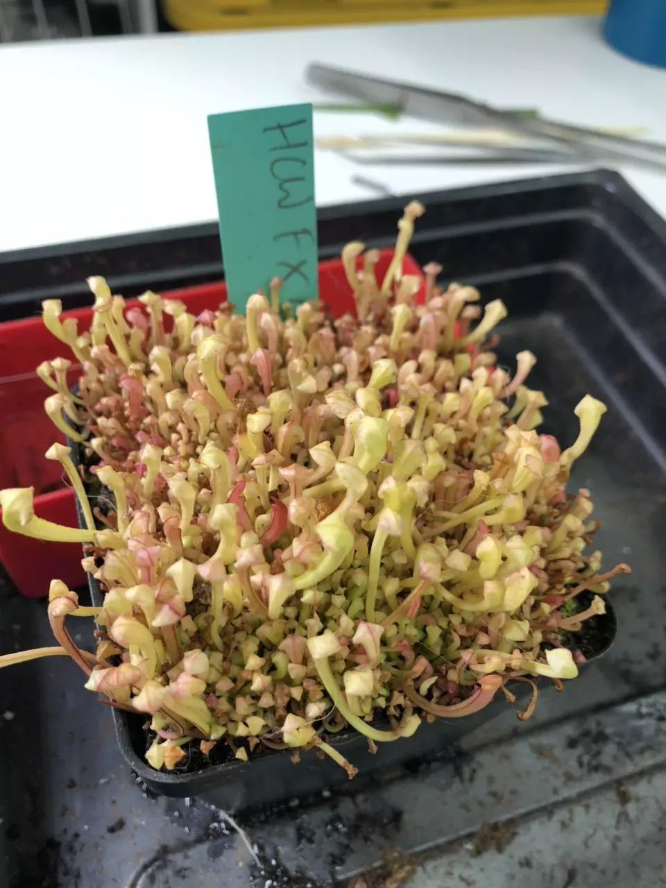 Sarracenia seed starter kit thumbnail