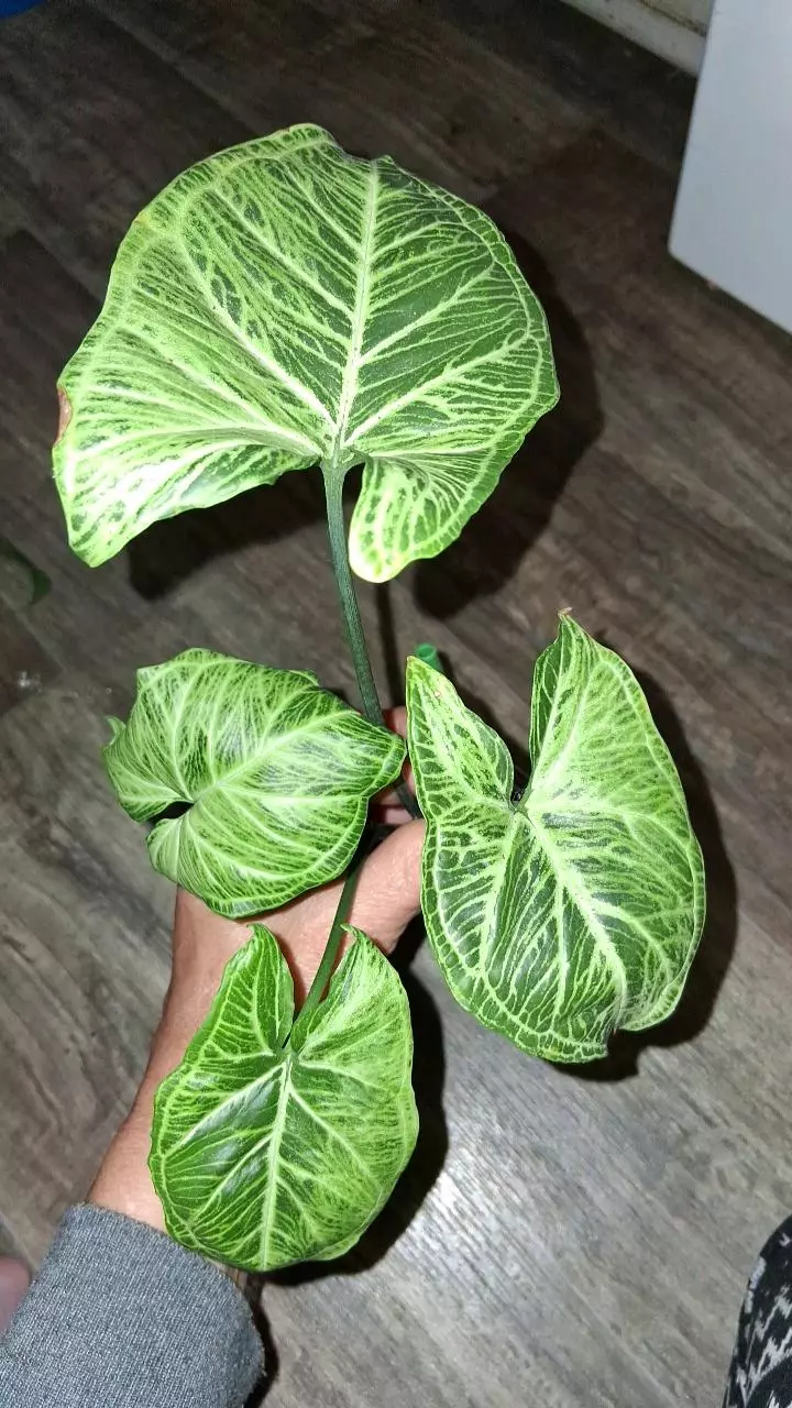 Syng Batik thumbnail