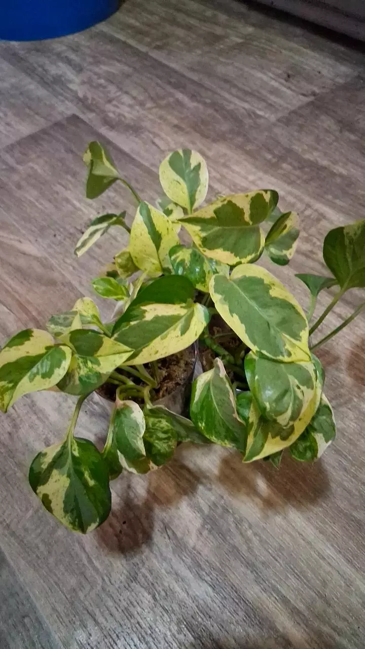 Pearls and Jade Pothos GC thumbnail